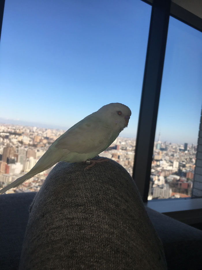 ラトゥール新宿ガーデンの景色とインコ